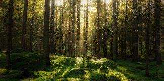 Magical fairytale forest. Coniferous forest covered of green moss. Mystic atmosphere.